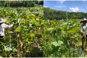 石城“岁月回响”|温世汉：田埂上的八十四年