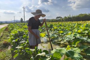 石城“岁月回响”|温高田：岁月长河里的耕耘者